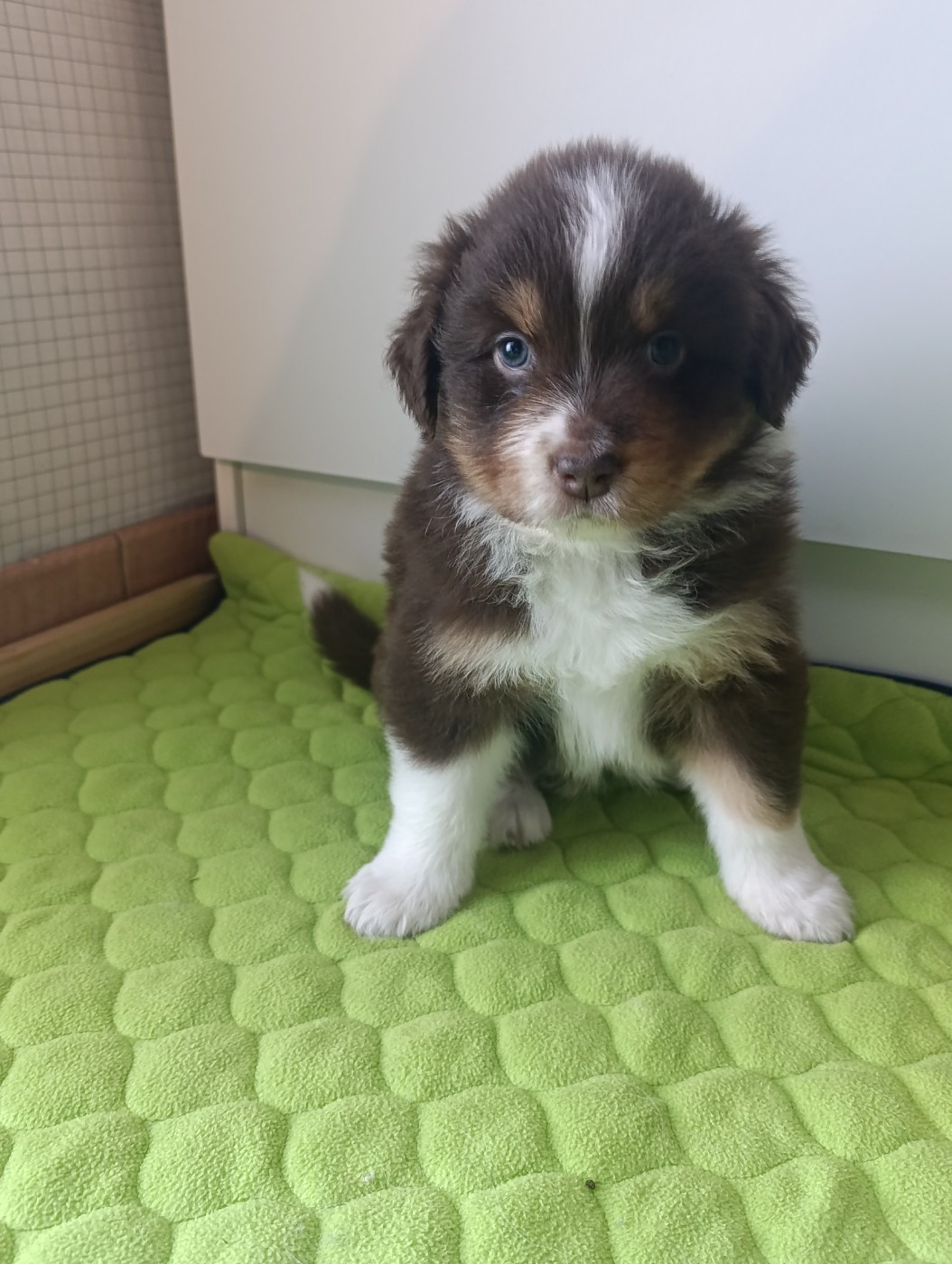 The Legends Of Life - Berger Australien - Portée née le 25/11/2025