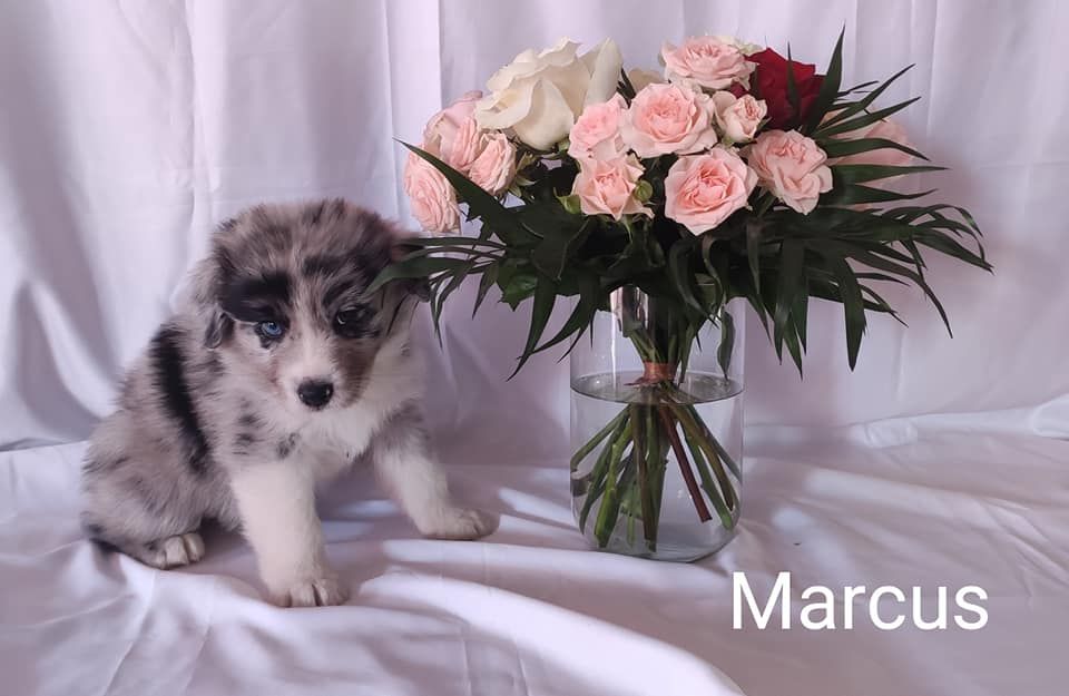 The Legends Of Life - Berger Australien - Portée née le 19/07/2022