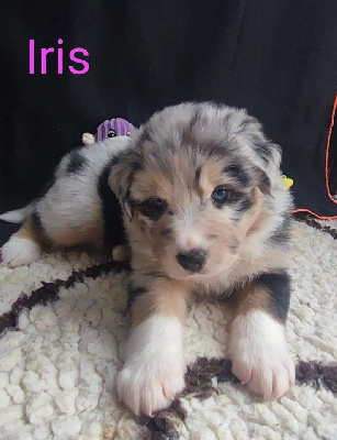 Ultimum Iris
