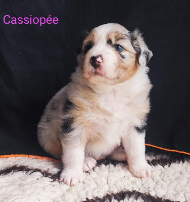 Ultimum Cassiopée